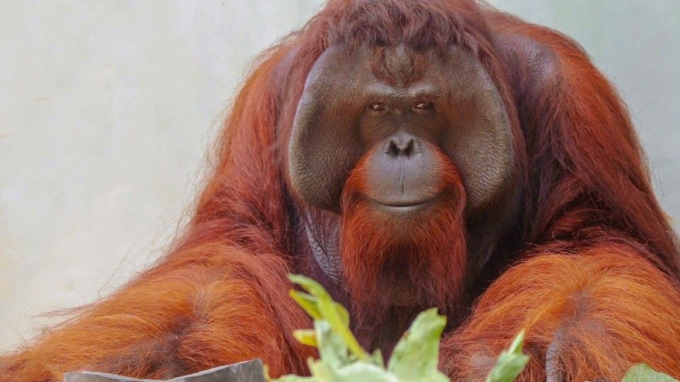 Detail Jojo Orangutan Nomer 19