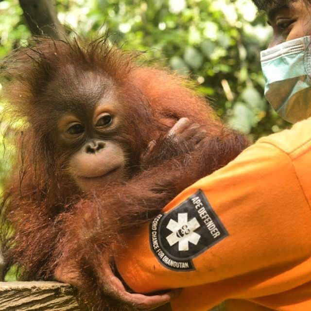 Detail Jojo Orangutan Nomer 51