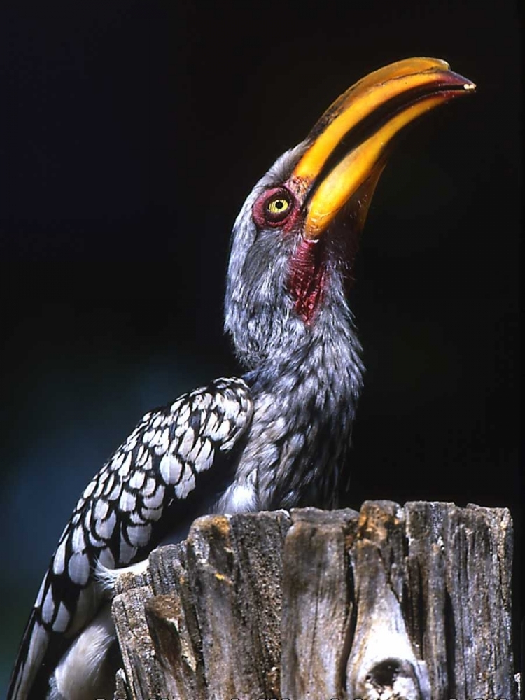 Detail Jonathan Wood Hornbill Gambar Nomer 25