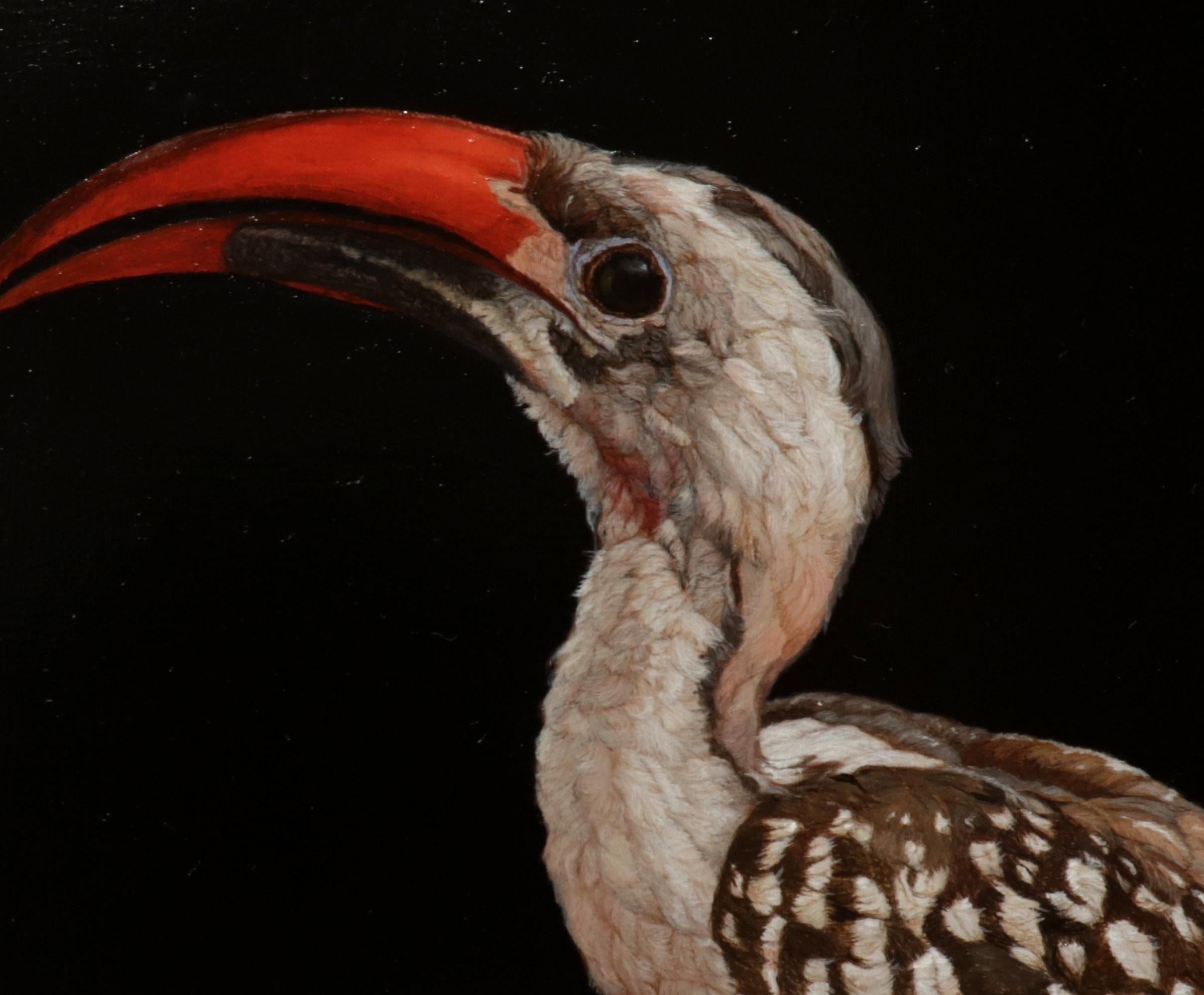 Detail Jonathan Wood Hornbill Gambar Nomer 49