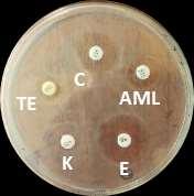 Journal Gambar Uji Biokimia Staphylococcus Aureus Pada Lalat - KibrisPDR