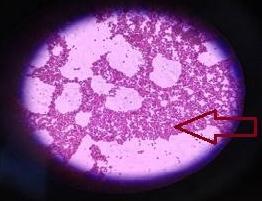 Detail Journal Gambar Uji Biokimia Staphylococcus Aureus Pada Lalat Nomer 4