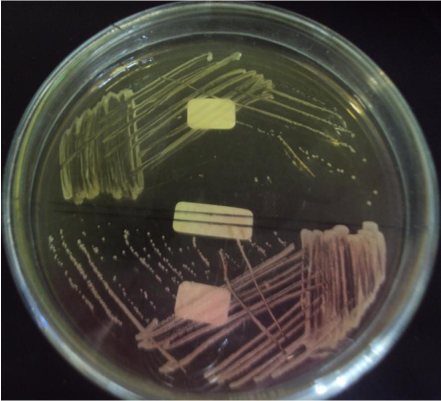 Detail Journal Gambar Uji Biokimia Staphylococcus Aureus Pada Lalat Nomer 6