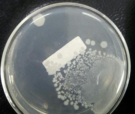 Detail Journal Gambar Uji Biokimia Staphylococcus Aureus Pada Lalat Nomer 7