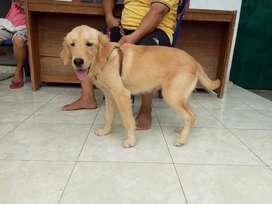 Detail Jual Anjing Golden Medan Nomer 11