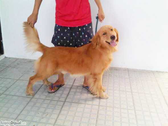 Detail Jual Anjing Golden Medan Nomer 22