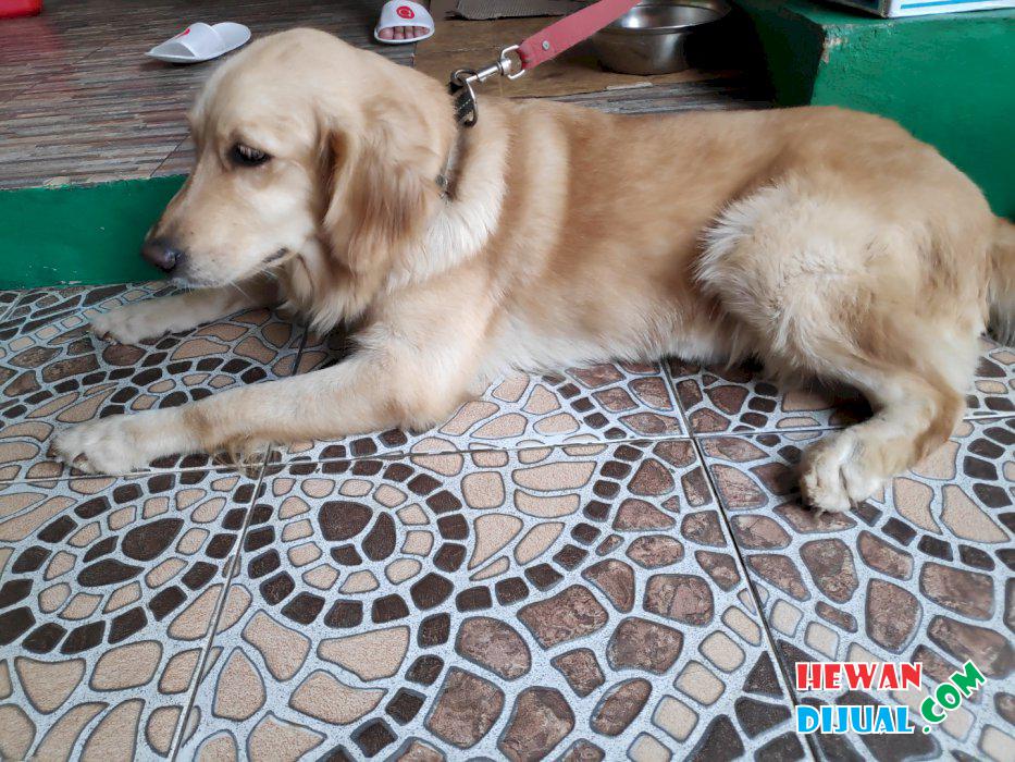 Detail Jual Anjing Golden Medan Nomer 23