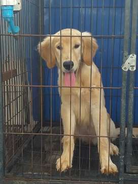 Detail Jual Anjing Golden Medan Nomer 24