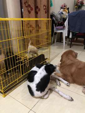 Detail Jual Anjing Golden Medan Nomer 37