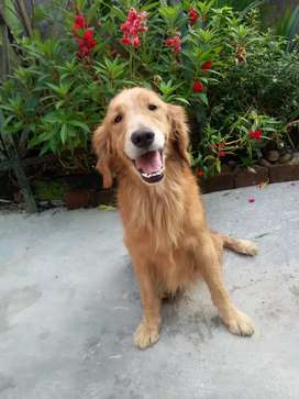 Detail Jual Anjing Golden Medan Nomer 5