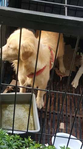 Detail Jual Anjing Golden Medan Nomer 39