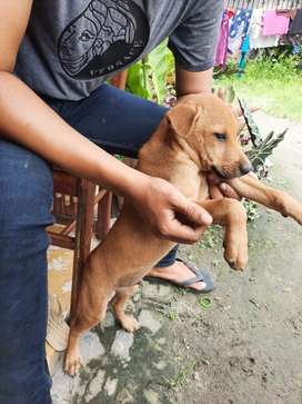 Detail Jual Anjing Golden Medan Nomer 43