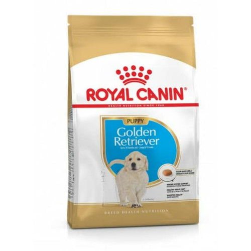 Detail Jual Anjing Golden Medan Nomer 52