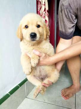 Detail Jual Anjing Golden Medan Nomer 7