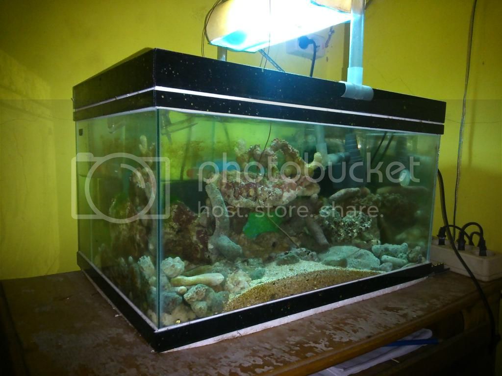 Detail Jual Aquarium Jogja Nomer 33