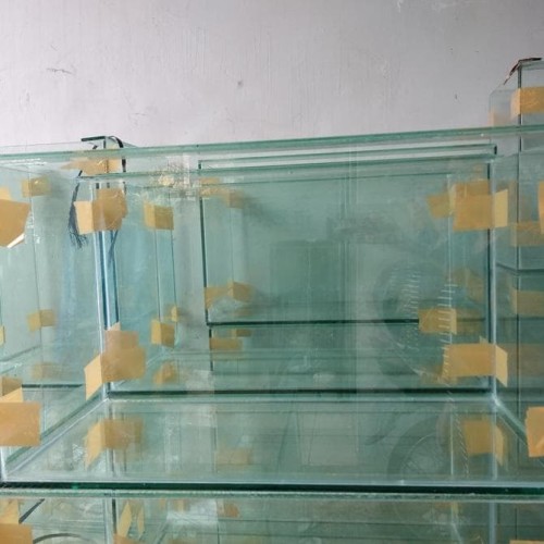 Detail Jual Aquarium Kaca Nomer 4