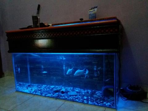 Detail Jual Aquarium Kaskus Nomer 35