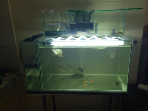 Detail Jual Aquarium Kaskus Nomer 10