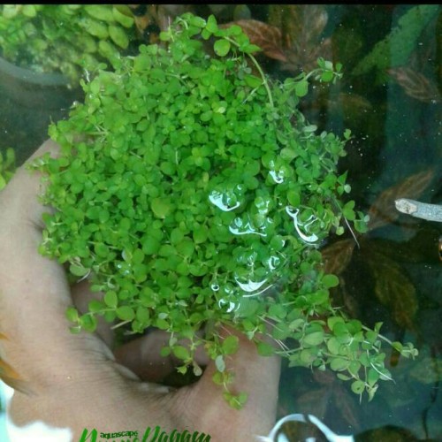 Detail Jual Bahan Aquascape Nomer 29