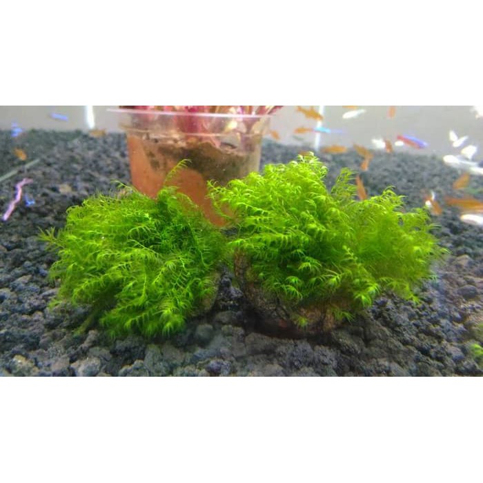 Detail Jual Bahan Aquascape Nomer 4