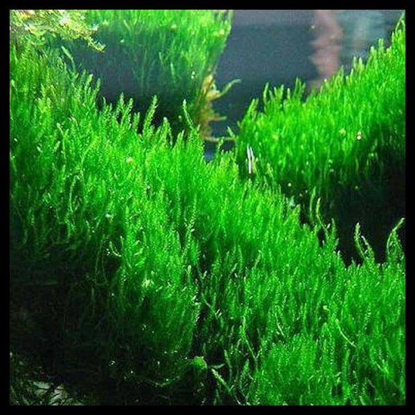 Detail Jual Bahan Aquascape Nomer 30