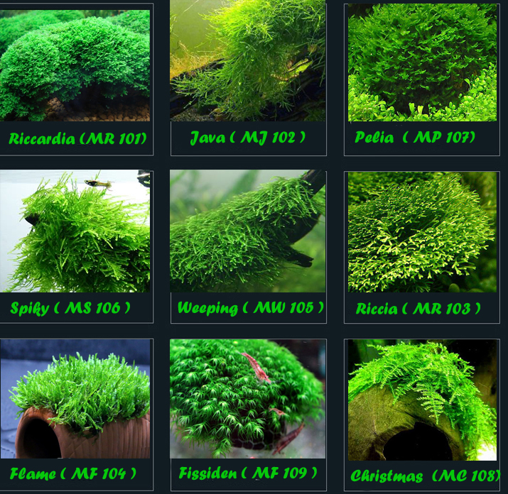 Detail Jual Bahan Aquascape Nomer 5