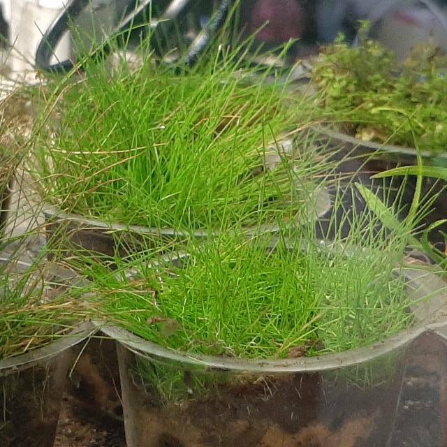 Detail Jual Bahan Aquascape Nomer 46