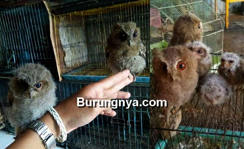 Detail Jual Burung Hantu Putih Murah Nomer 24