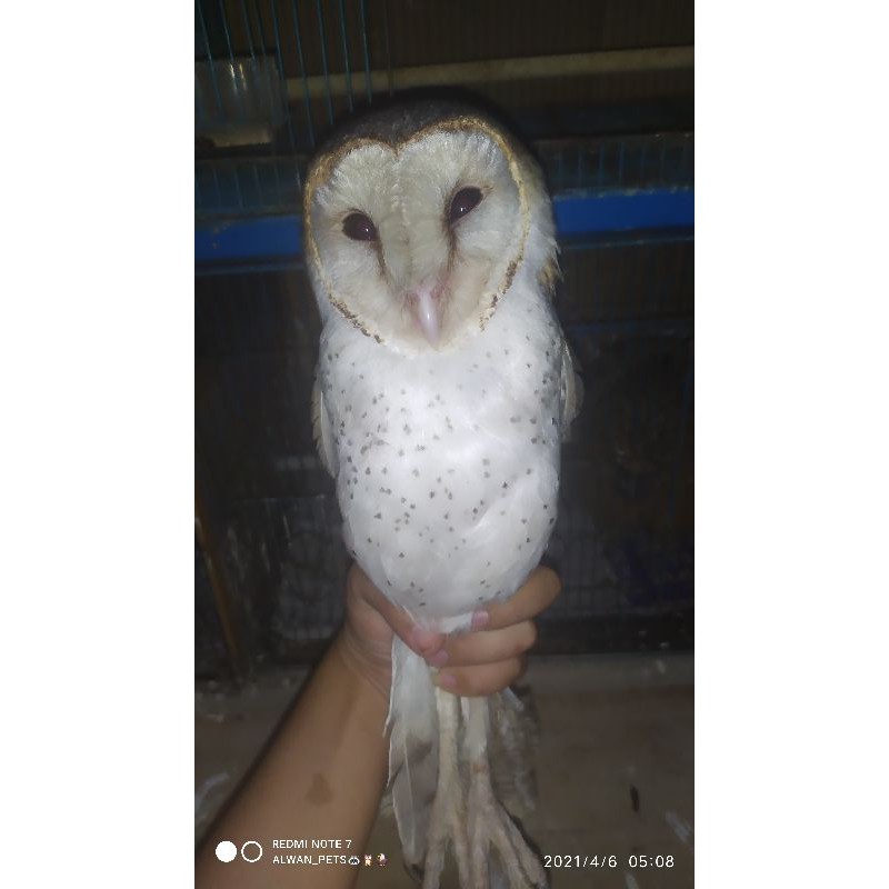 Detail Jual Burung Hantu Putih Murah Nomer 4