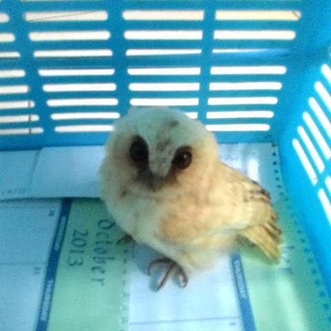 Detail Jual Burung Hantu Putih Murah Nomer 35