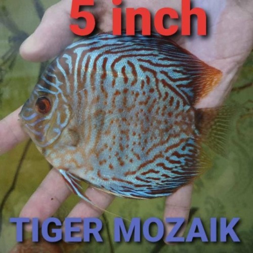 Detail Jual Ikan Diskus Nomer 22