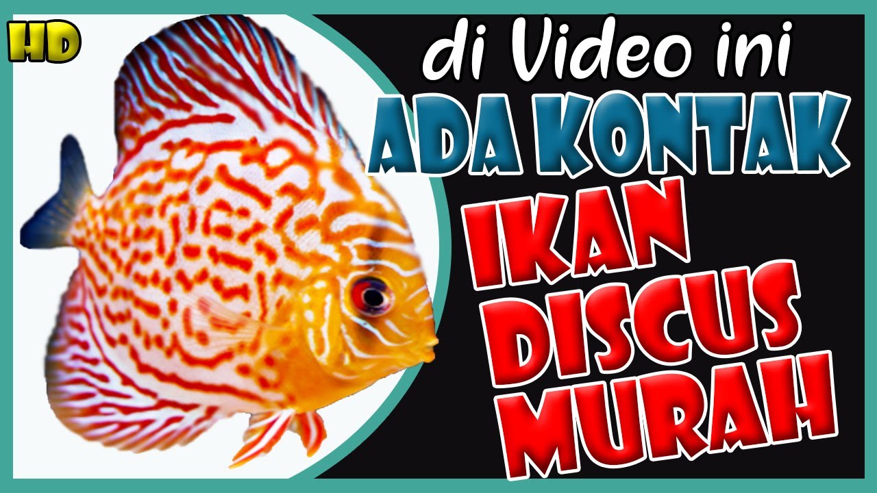 Detail Jual Ikan Diskus Nomer 44