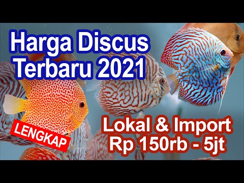 Detail Jual Ikan Diskus Nomer 48