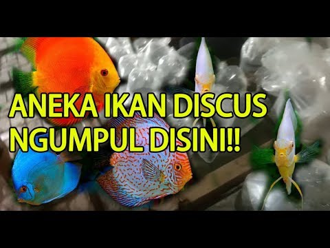 Detail Jual Ikan Diskus Nomer 52