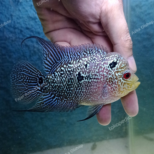 Detail Jual Ikan Louhan Di Bekasi Nomer 36