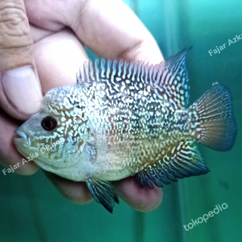 Detail Jual Ikan Louhan Di Bekasi Nomer 38