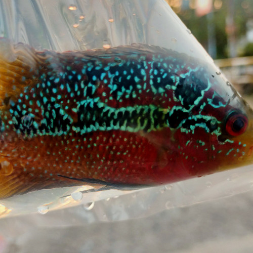 Detail Jual Ikan Louhan Di Bekasi Nomer 49