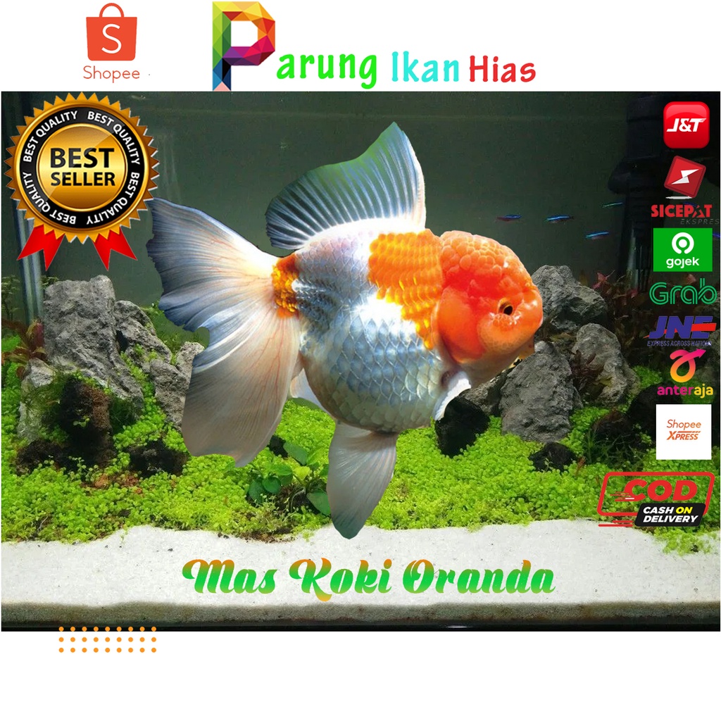 Detail Jual Ikan Mas Koki Thailand Nomer 35