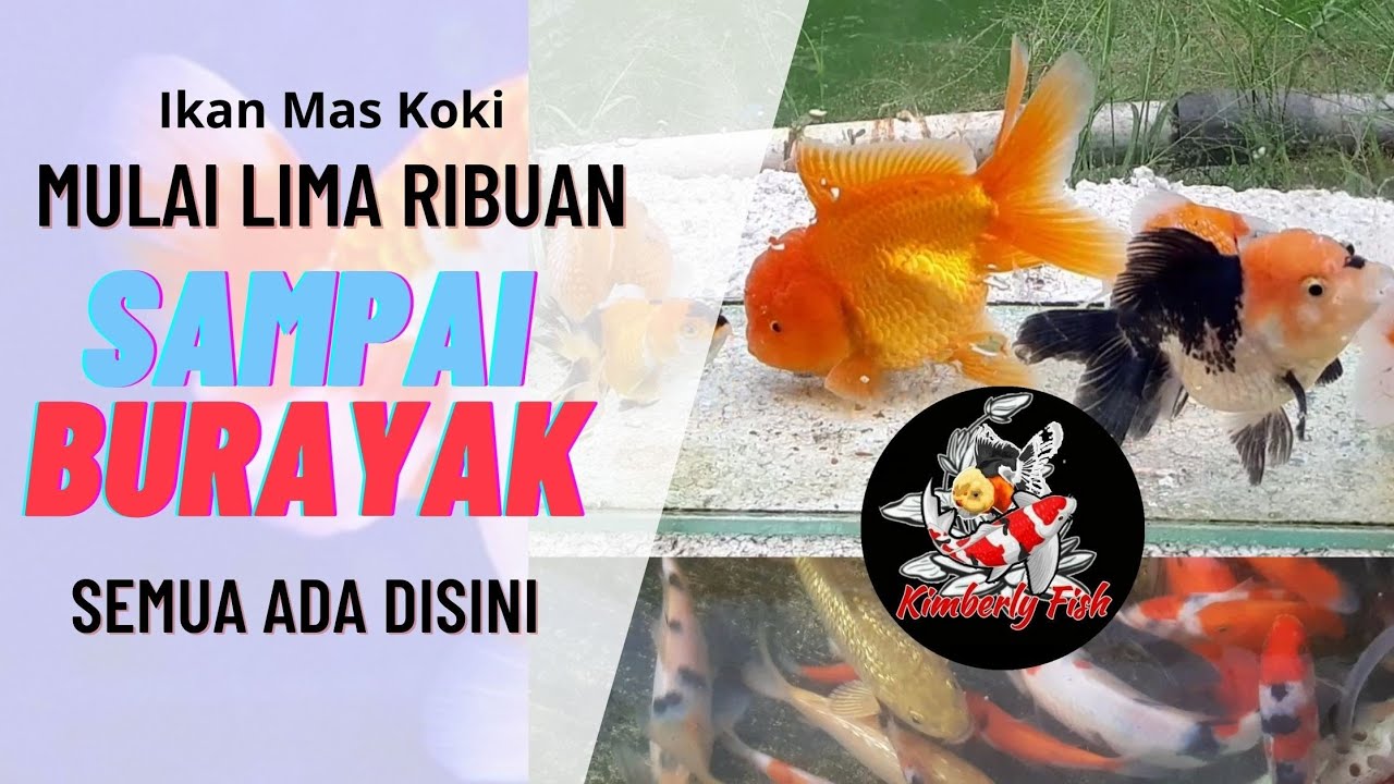 Detail Jual Ikan Mas Koki Thailand Nomer 56