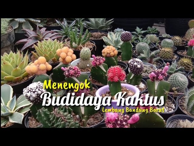 Detail Jual Kaktus Bandung Nomer 12