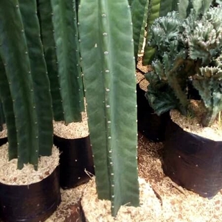Detail Jual Kaktus Mini Jogja Nomer 34