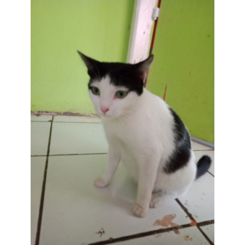 Detail Jual Kucing Kampung Hitam Polos Nomer 20