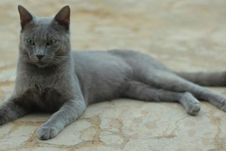 Detail Jual Kucing Kampung Hitam Polos Nomer 24