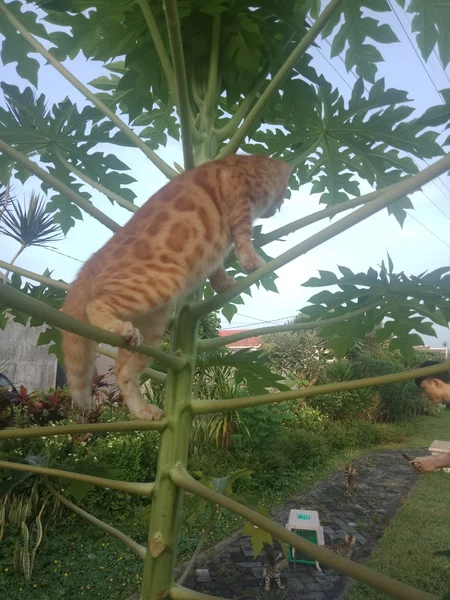 Detail Jual Kucing Oren Nomer 17