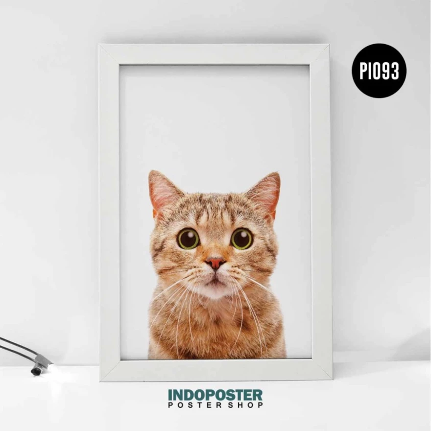 Detail Jual Kucing Oren Nomer 27