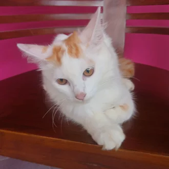 Detail Jual Kucing Oren Nomer 49