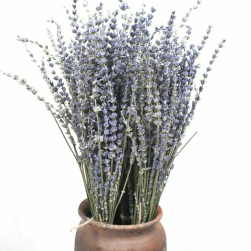 Download Jual Lavender Kering Nomer 48