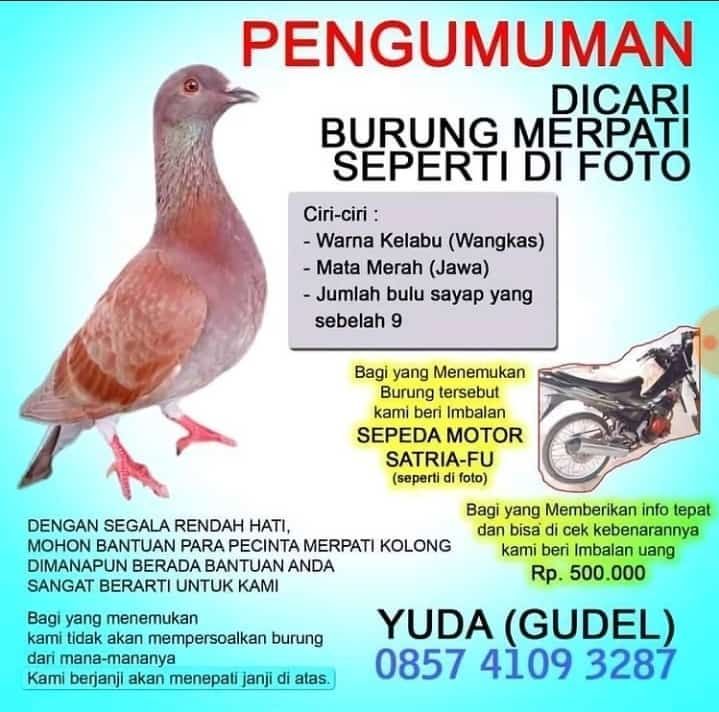 Detail Jual Merpati Murah Bandung Nomer 39