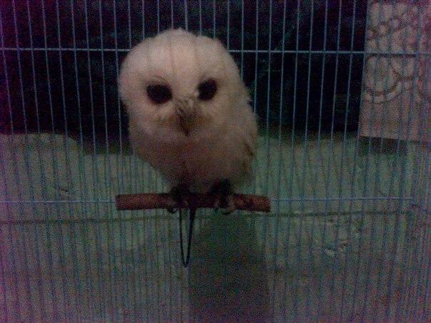 Detail Jual Owl Putih Nomer 14