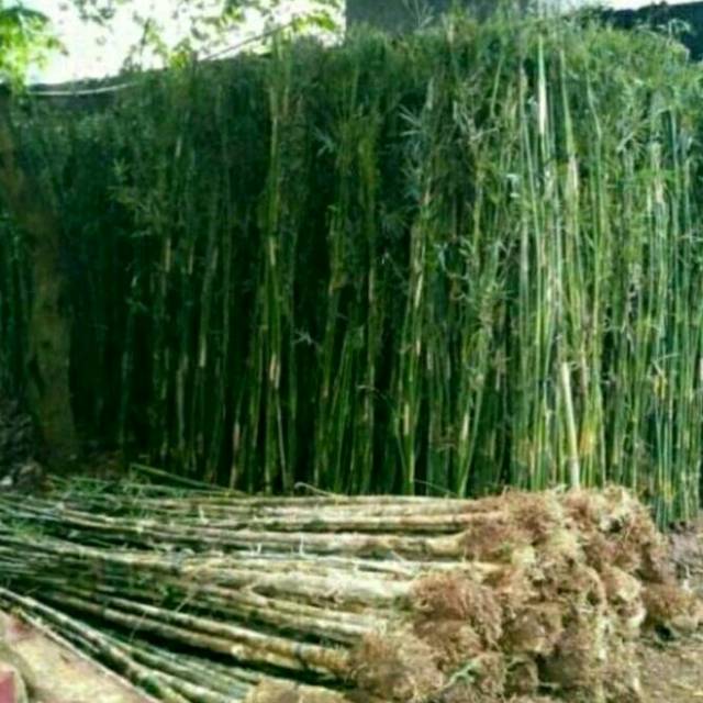 Detail Jual Pohon Bambu Jepang Nomer 18